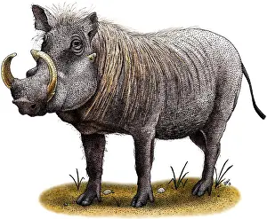 African Wildlife Art Stampe: Warthog