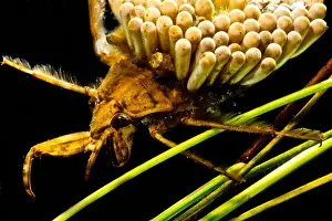 Aquatic Beetles Stampe: Water Beetle Brooding Eggs