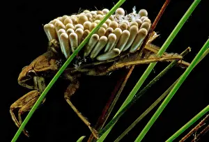 Parental Care In Animals Stampe: Water Beetle Brooding Eggs