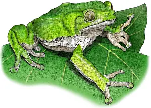 Wildlife Illustrations Stampe: Waxy Monkey Treefrog