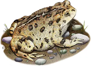 American Wildlife Art Stampe: Western Toad