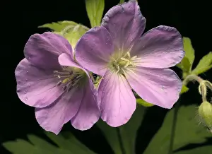 Wild Geranium Stampe: Wild Geranium
