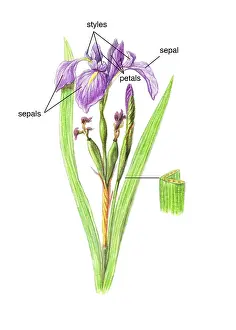 Iridaceae Family Stampe: Wild Iris