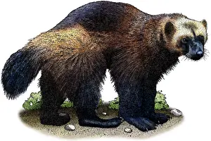 American Wildlife Art Stampe: Wolverine