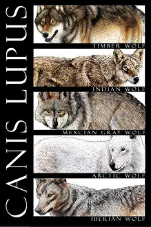 Nature Posters Stampe: Wolves of the World