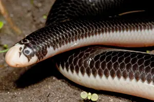 Herpetology Images Stampe: Worm Snake