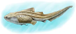 Nature Animal Pictures Stampe: Zebra Shark